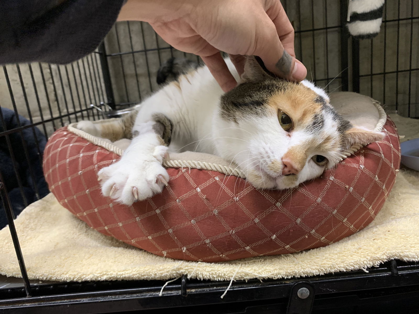 adoptable Cat in Rockaway, NJ named Calliope