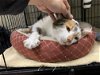 adoptable Cat in rockaway, NJ named Calliope