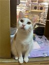 adoptable Cat in rockaway, NJ named Bela RPS