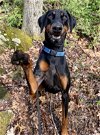 adoptable Dog in rockaway, NJ named Diesel the Doberman Louisiana