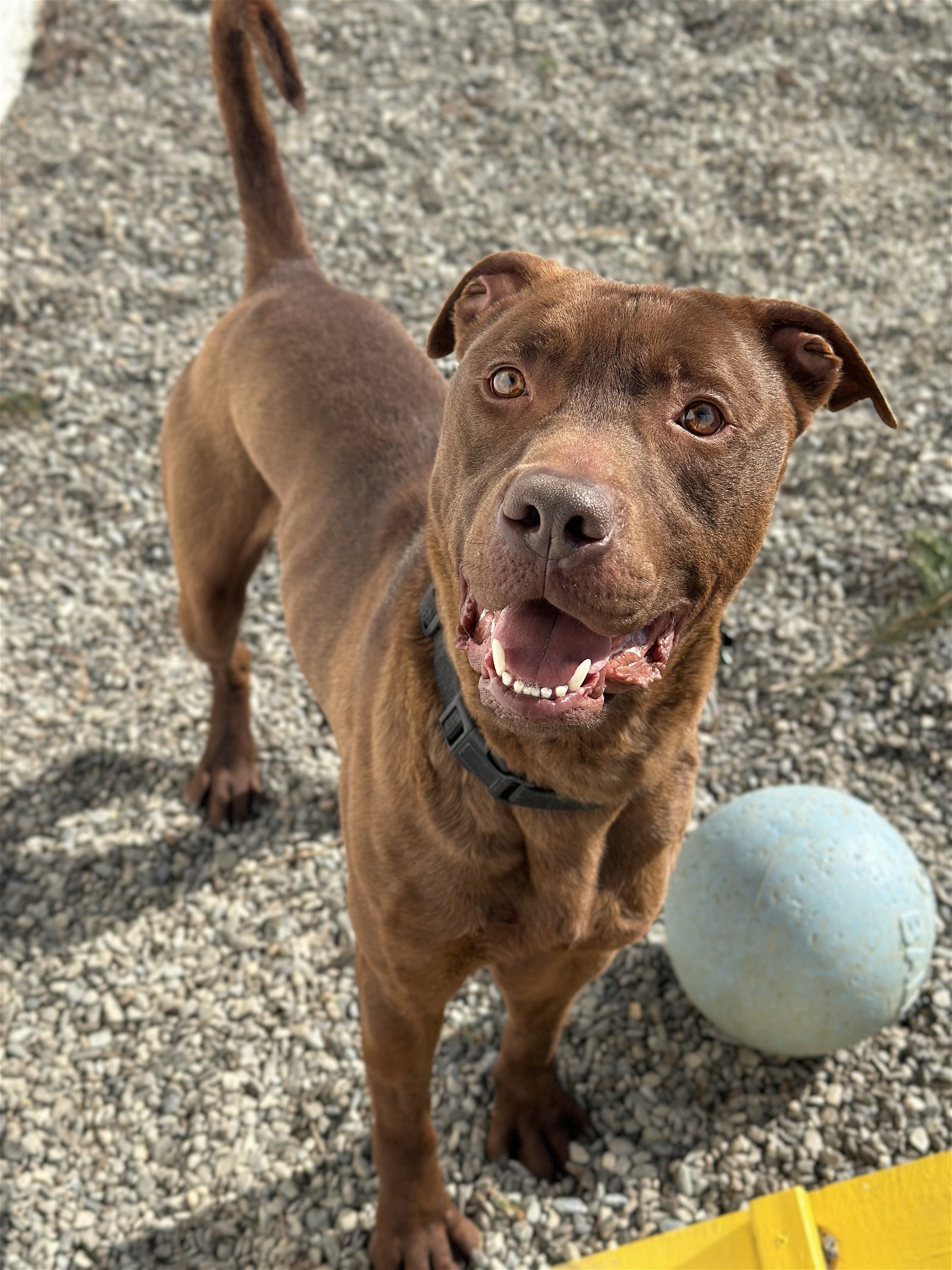 adoptable Dog in Randolph, NJ named Kilo GCH