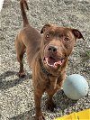 adoptable Dog in , NJ named Kilo GCH