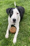 adoptable Dog in rockaway, NJ named Jinx GCH