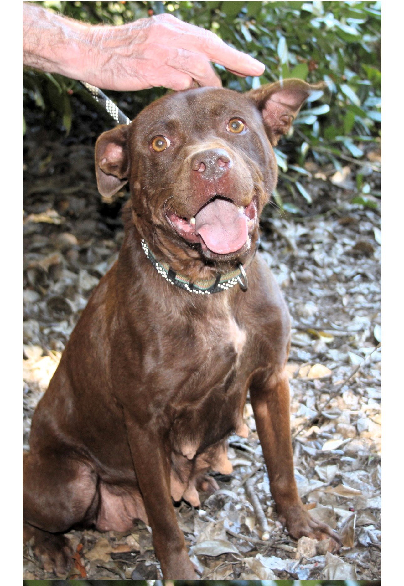 Dog for Adoption Ginger Lizman, a Labrador Retriever in Hunterdon