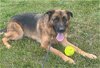 adoptable Dog in randolph, NJ named XP Ace - Bernardsville, NJ