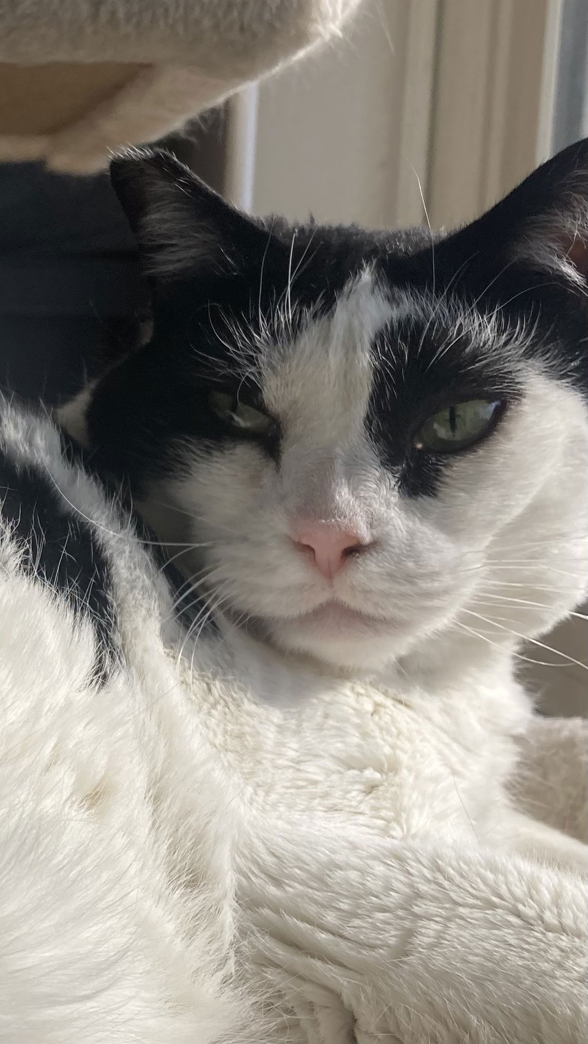 adoptable Cat in Rockaway, NJ named Cow