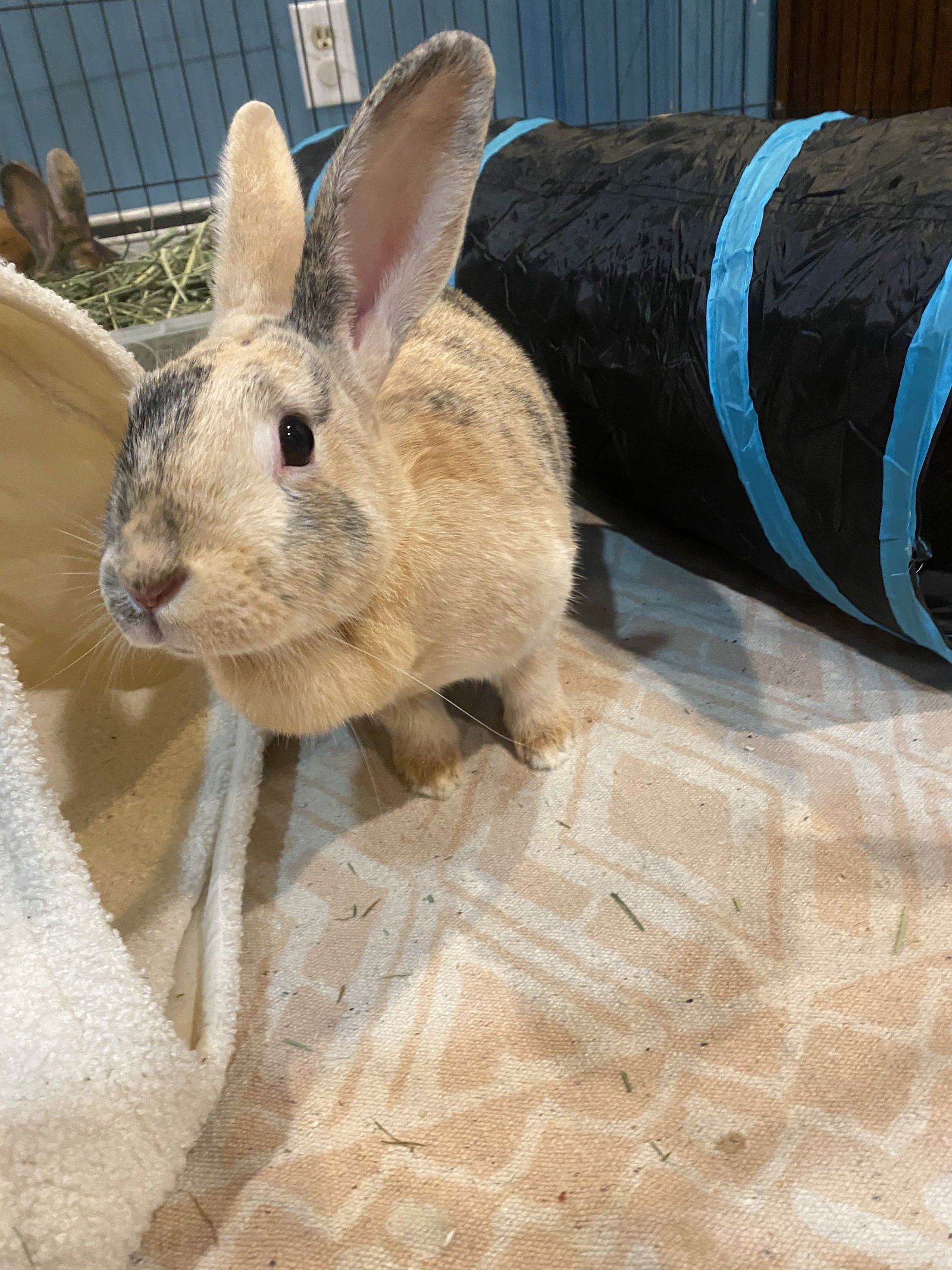 adoptable Rabbit in Rockaway, NJ named Athena RABBIT