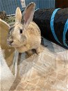 adoptable Rabbit in  named Athena RABBIT