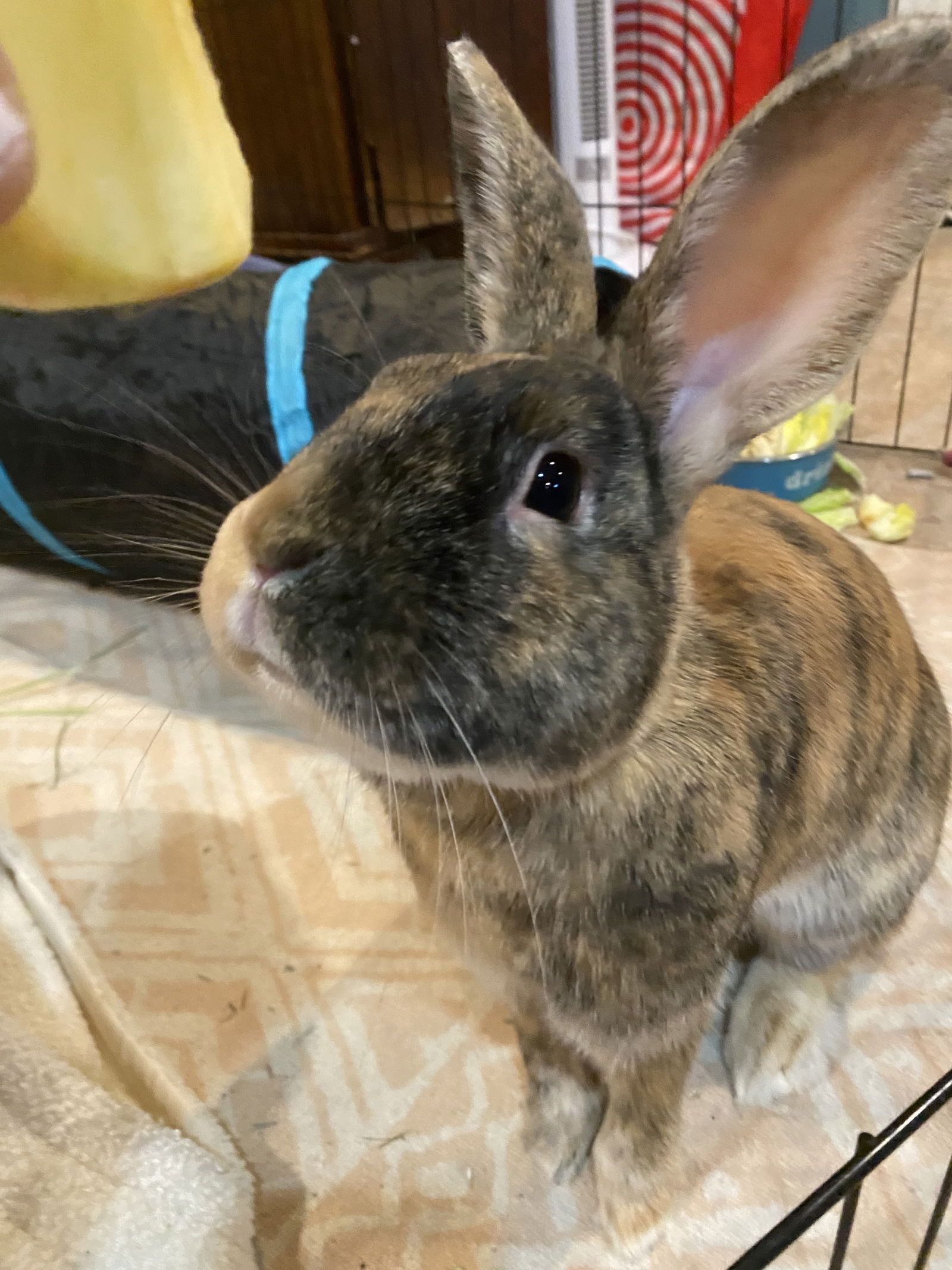 adoptable Rabbit in Rockaway, NJ named Apollo RABBIT