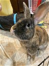 adoptable Rabbit in  named Apollo RABBIT