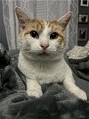 adoptable Cat in rockaway, NJ named Nacho