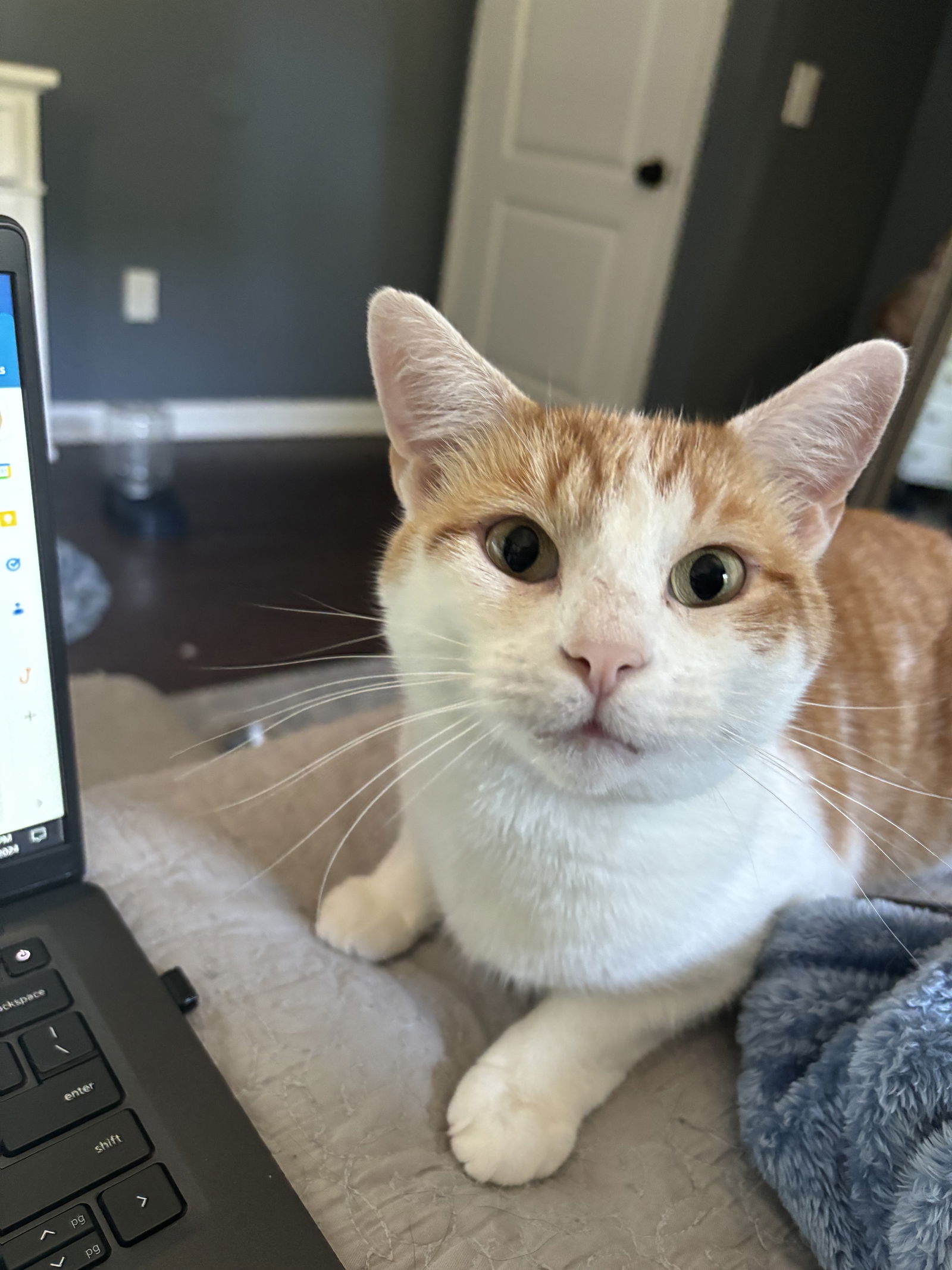 adoptable Cat in Rockaway, NJ named Nacho