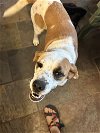 adoptable Dog in rockaway, NJ named Dottie Dixon