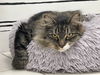 adoptable Cat in Rockaway, NJ named Luna RM