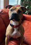 adoptable Dog in , NJ named Kobe Lizman