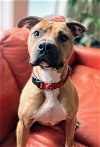 adoptable Dog in rockaway, NJ named Kobe Lizman