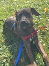 adoptable Dog in randolph, NJ named XP Skylar - Somerville, NJ