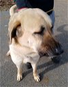 adoptable Dog in randolph, NJ named XP Jessie - Blairstown, NJ