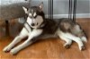 adoptable Dog in randolph, NJ named XP Jaskier - Wayne, NJ