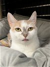 adoptable Cat in rockaway, NJ named Sandy RM