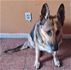 adoptable Dog in randolph, NJ named XP Xena - Newark, NJ