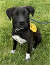 adoptable Dog in rockaway, NJ named Oreo GCH