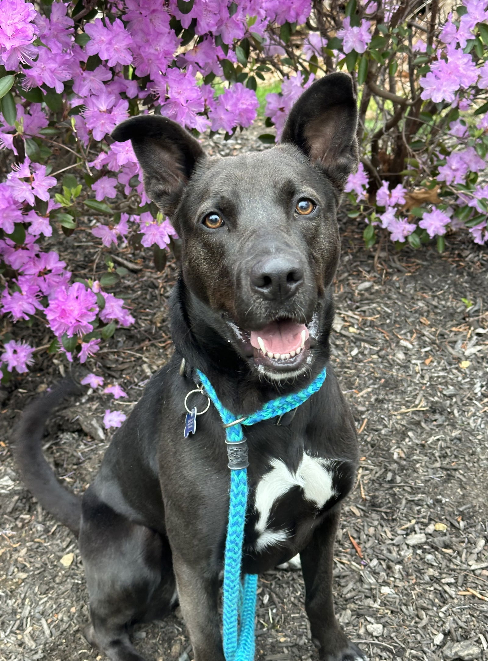 adoptable Dog in Rockaway, NJ named Mavi Lizman