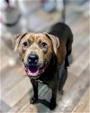 adoptable Dog in rockaway, NJ named Jerry Lizman
