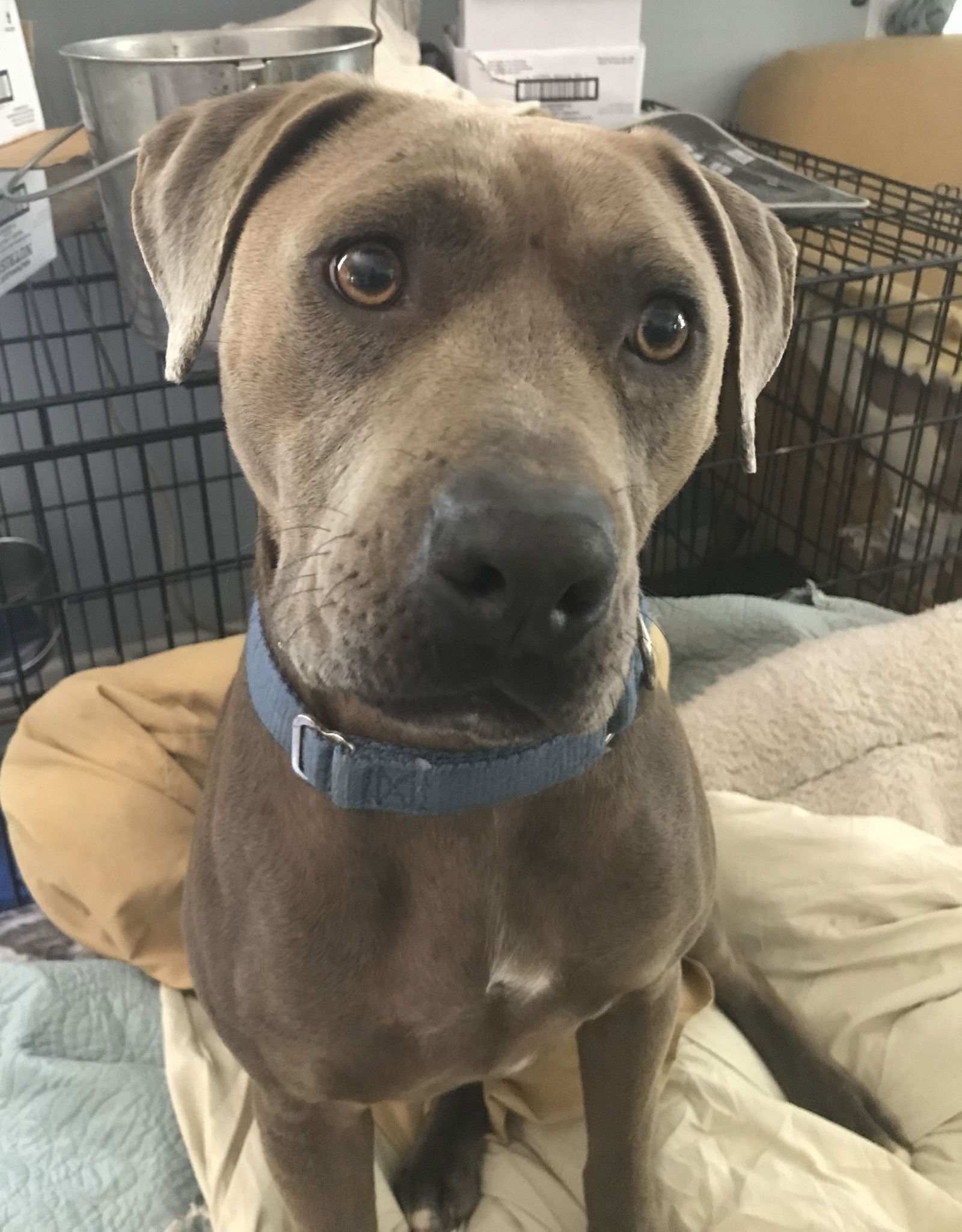 adoptable Dog in Rockaway, NJ named Jerry Lizman