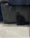 adoptable Cat in , NJ named Kasia KITTEN