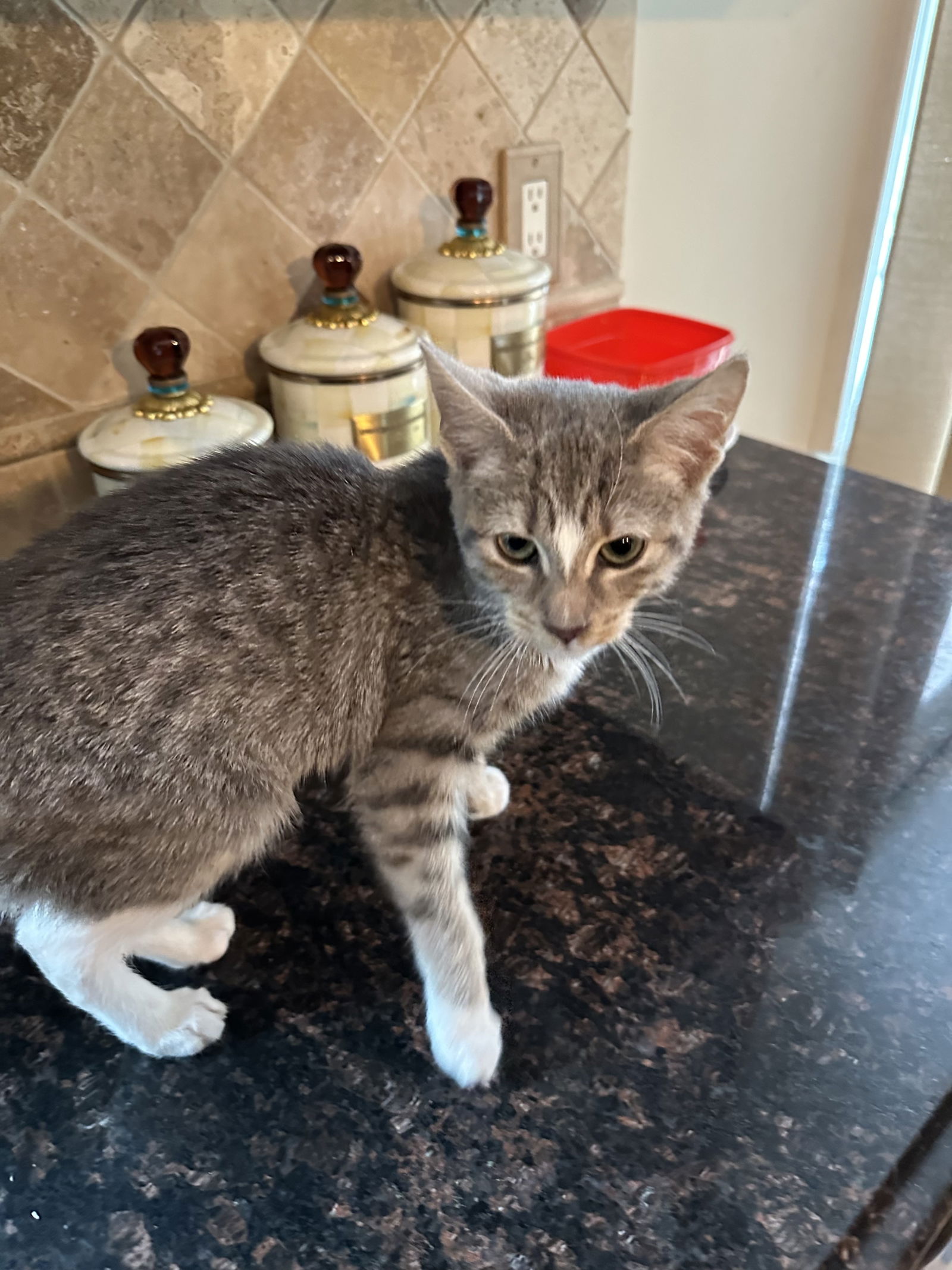 adoptable Cat in Rockaway, NJ named Lyra KITTEN