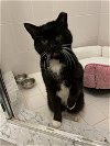 adoptable Cat in rockaway, NJ named Chaplin