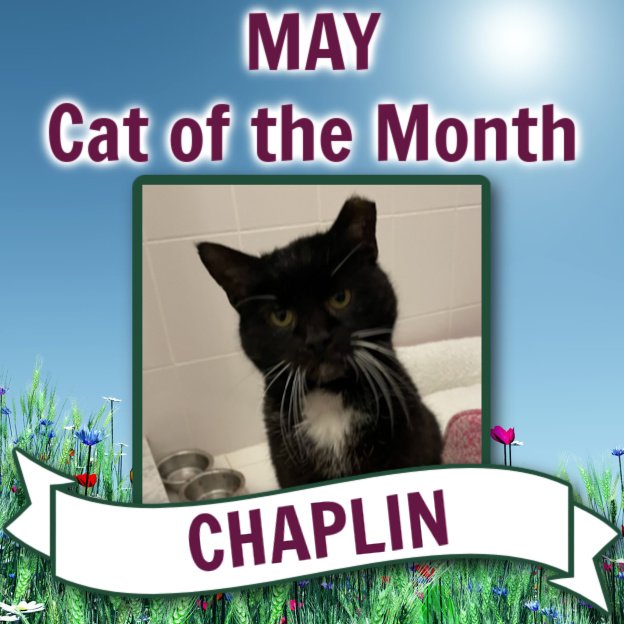 adoptable Cat in Rockaway, NJ named Chaplin