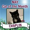 adoptable Cat in  named Chaplin