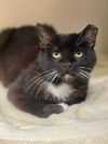 adoptable Cat in Rockaway, NJ named Chaplin RM