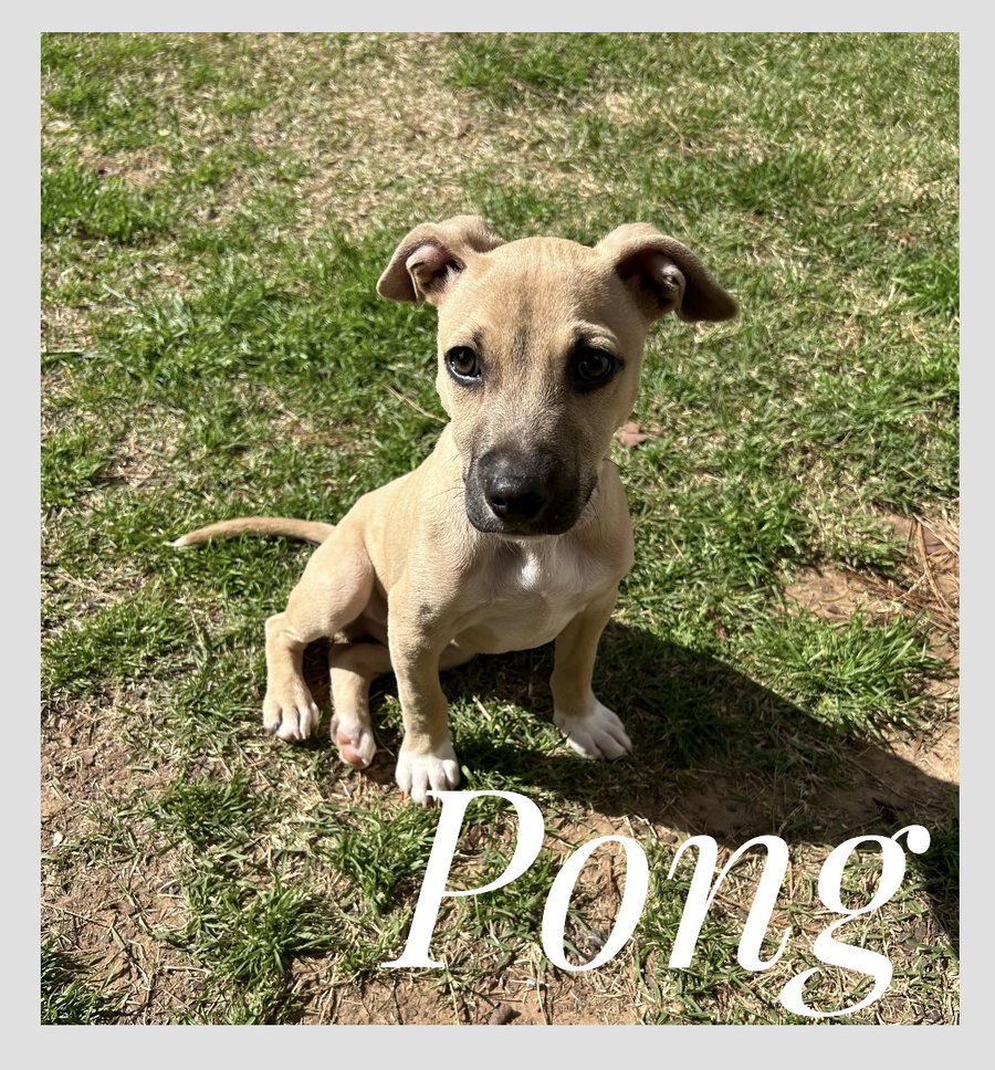 Pong Lonestar