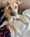 adoptable Dog in rockaway, NJ named Pong Lonestar