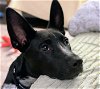 adoptable Dog in , NJ named Hutch Lonestar