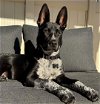 adoptable Dog in  named Hutch Lonestar