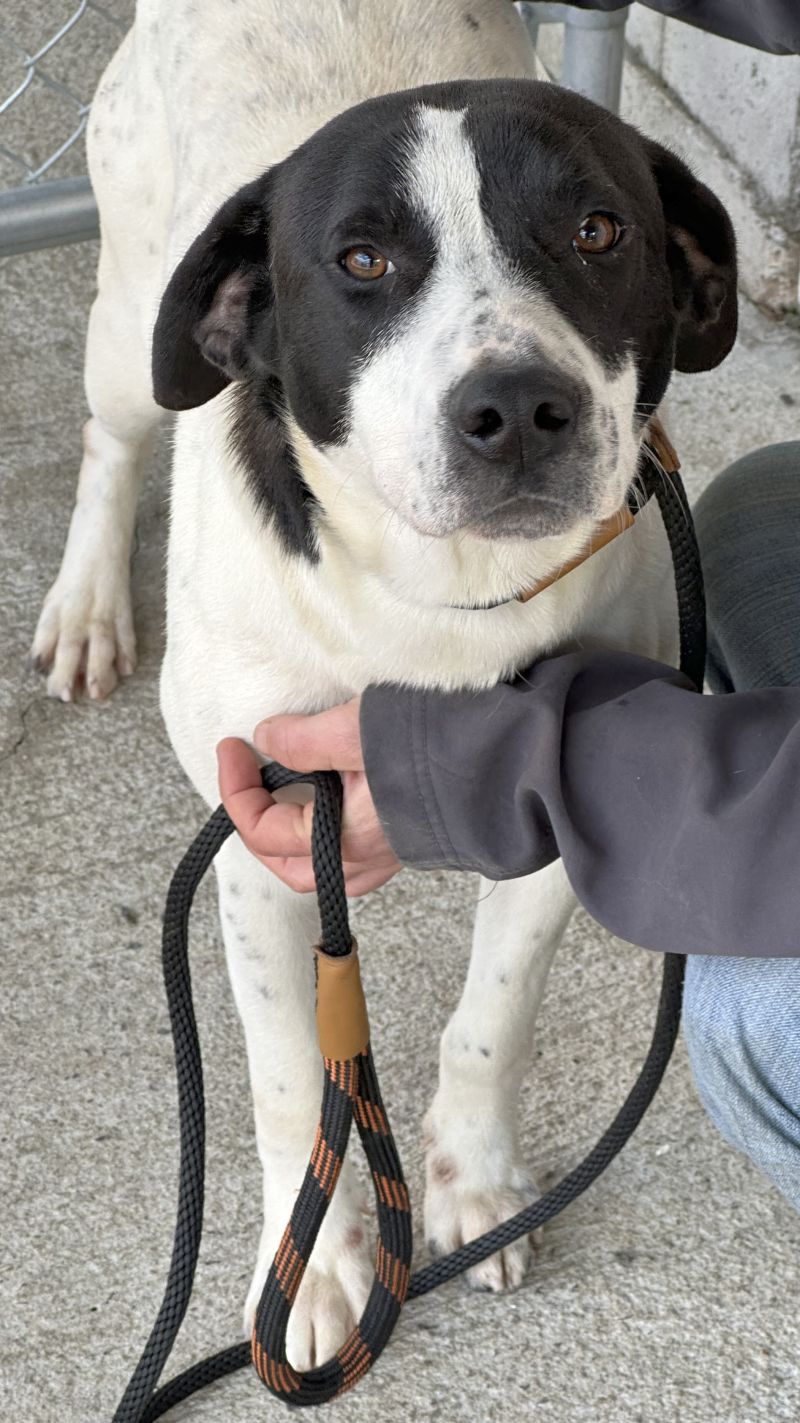 Dog for Adoption Suzanne SCAS, a Labrador Retriever in Westchester County, NY Alpha Paw