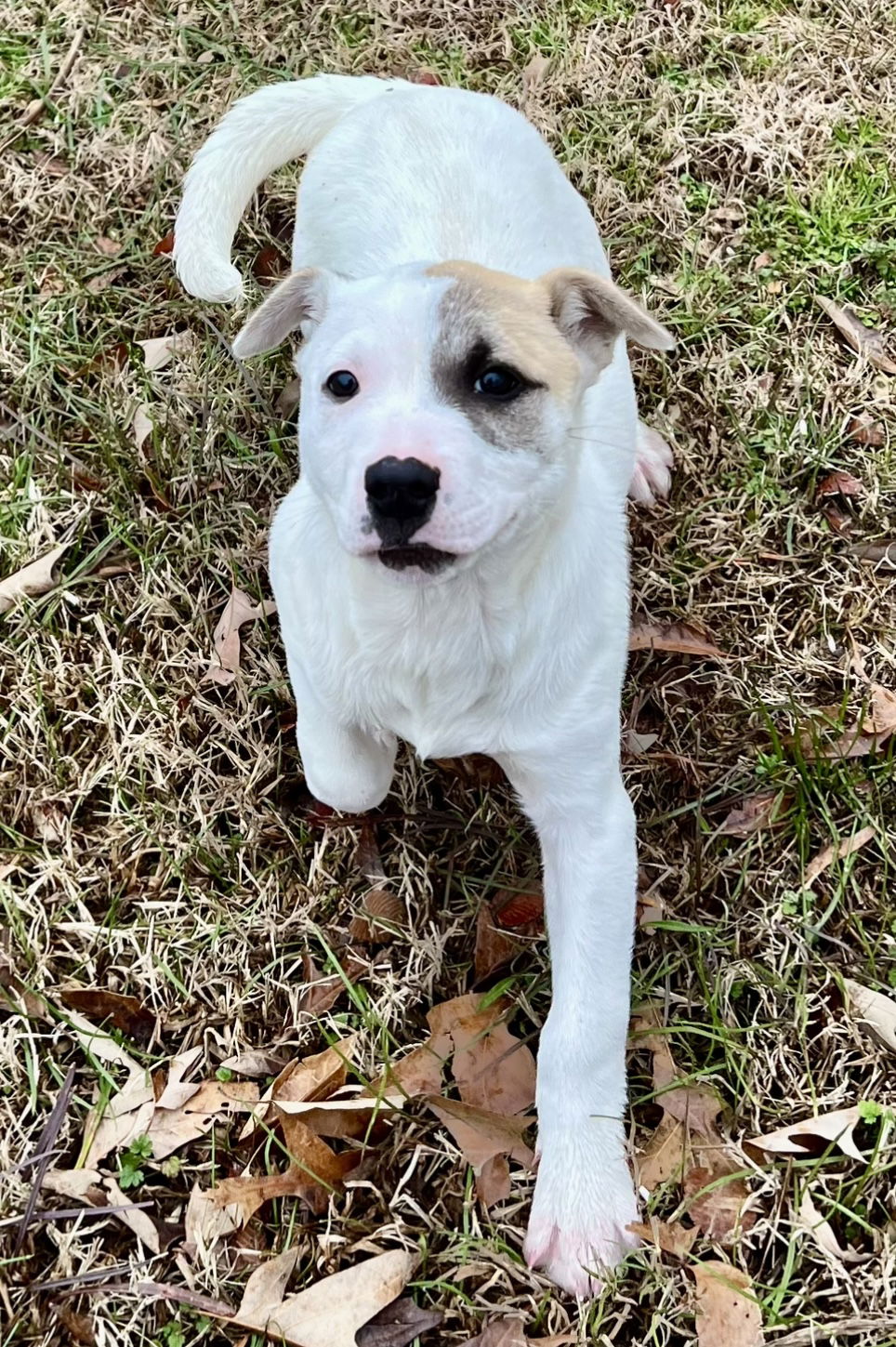 Dog for Adoption - Gator Lonestar, a Pit Bull Terrier in Monmouth ...