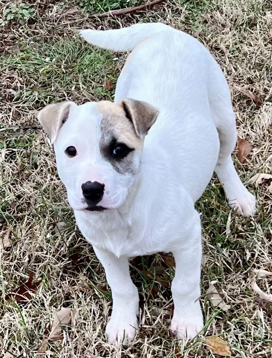 Dog for Adoption - Gator Lonestar, a Pit Bull Terrier in Monmouth ...