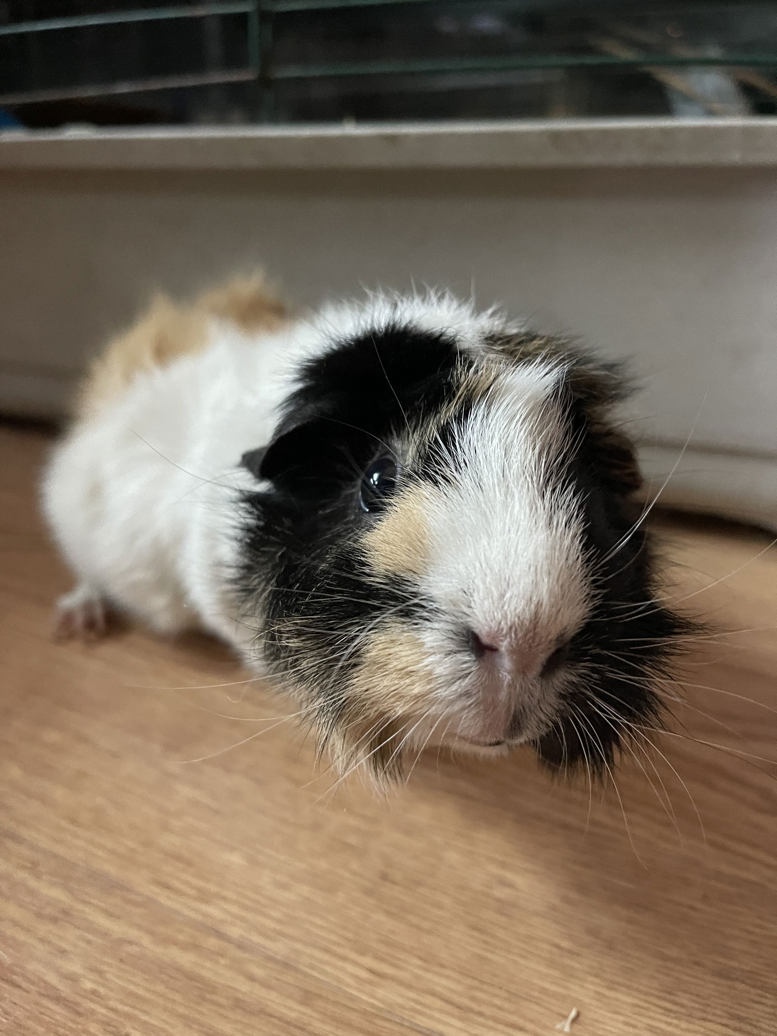 adoptable Guinea Pig in Rockaway, NJ named Marsh and Mallow GUINEA PIGS