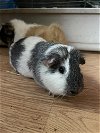 Marsh and Mallow GUINEA PIGS