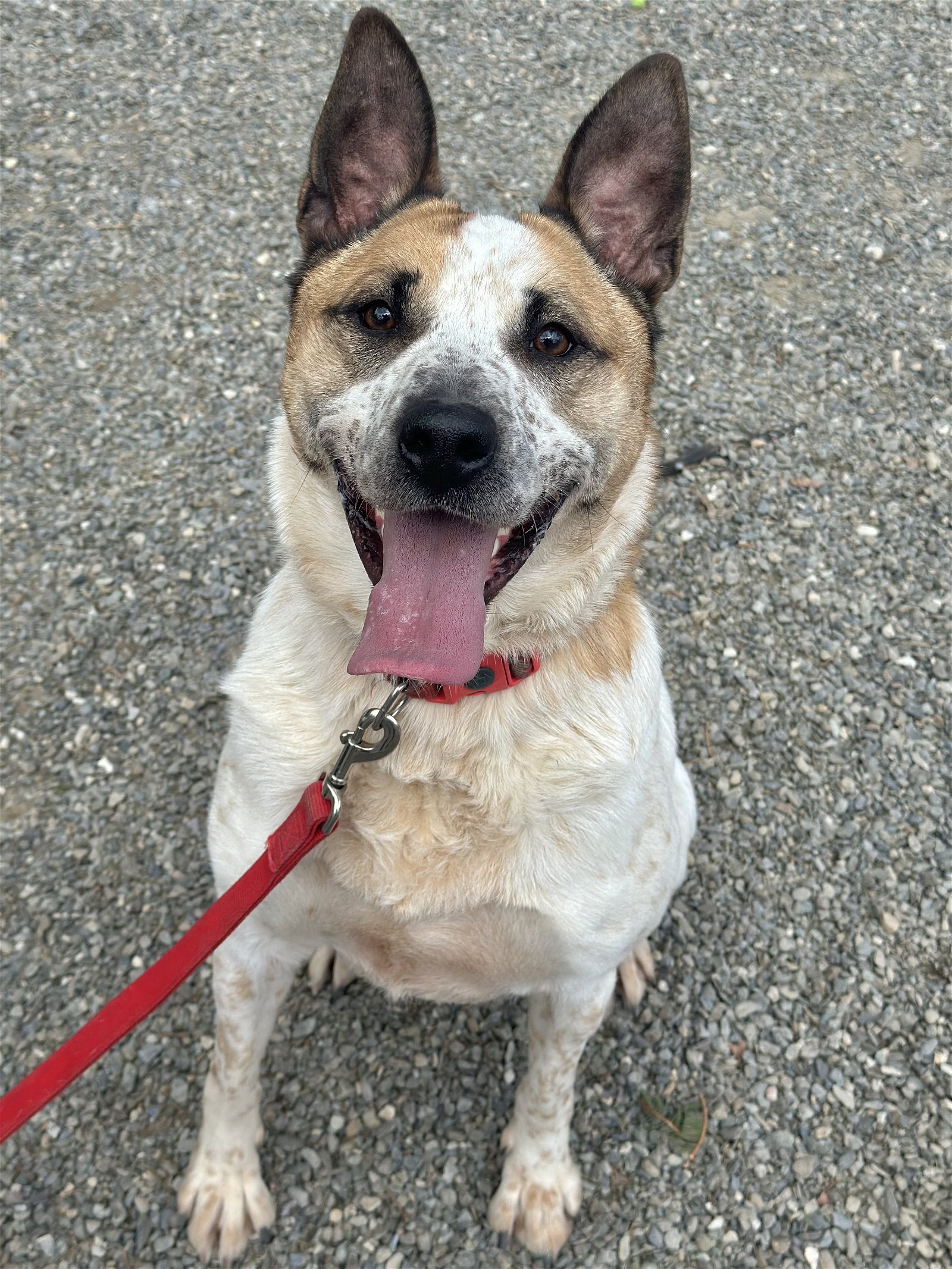 adoptable Dog in Rockaway, NJ named Cedar NJ