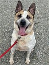 adoptable Dog in rockaway, NJ named Cedar NJ
