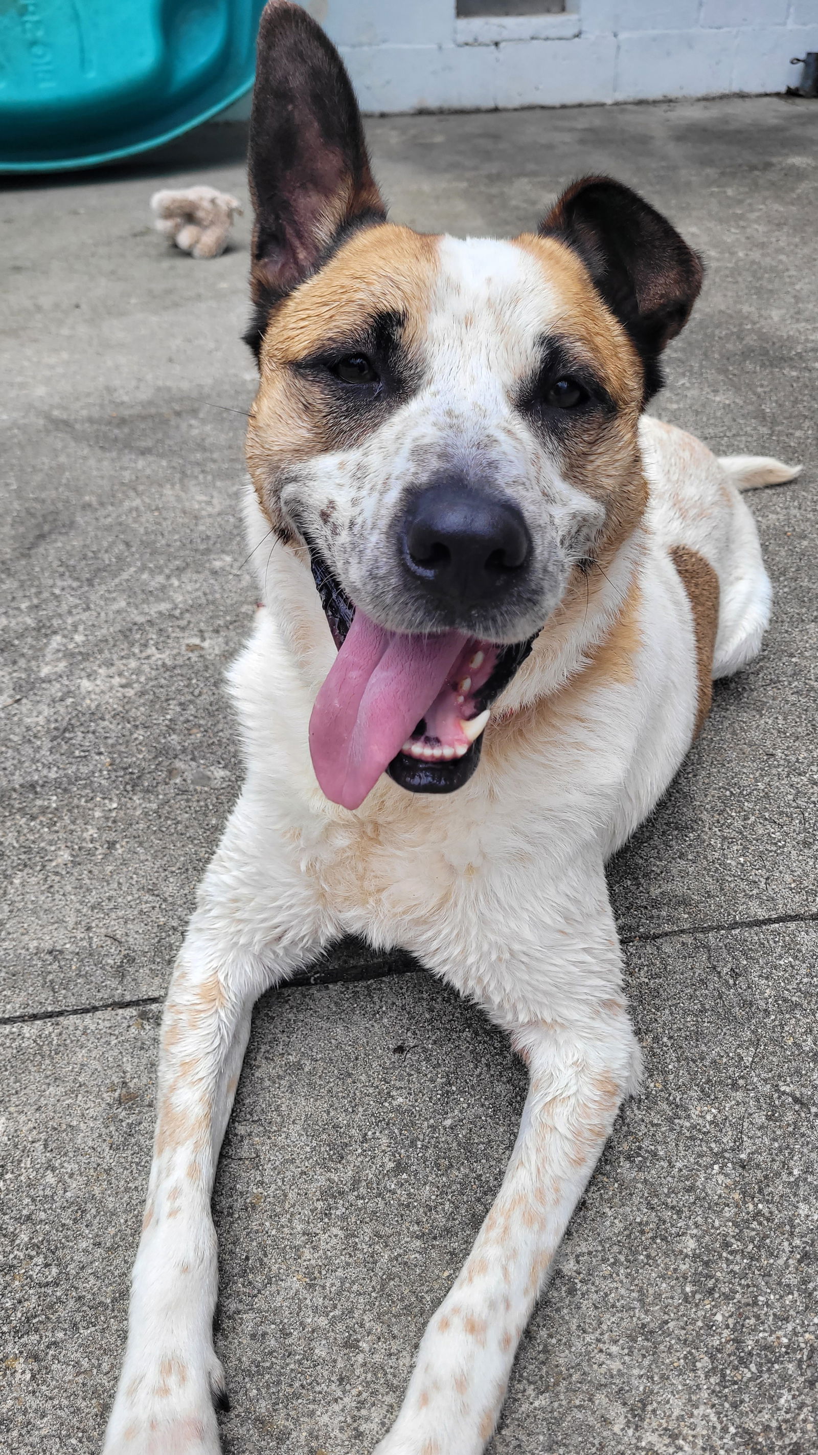 Fashion whippet australian cattle dog mix