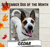 adoptable Dog in Rockaway, NJ named Cedar NJ