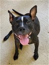 adoptable Dog in rockaway, NJ named Bavaria Lizman