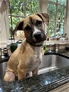 adoptable Dog in randolph, NJ named Tito Rico